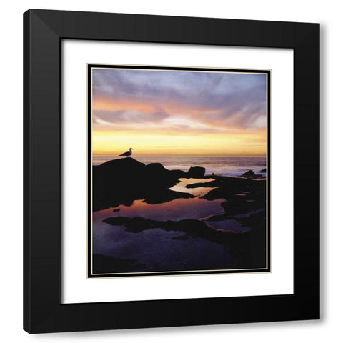 CA, San Diego Seagull at Sunset Cliffs tide pool Black Modern Wood Framed Art Print with Double Matting by Talbot Frank, Christopher