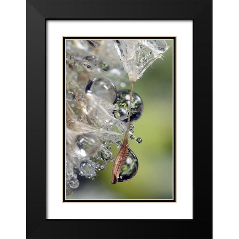 CA, San Diego, Water droplets on a dandelion seed Black Modern Wood Framed Art Print with Double Matting by Talbot Frank, Christopher