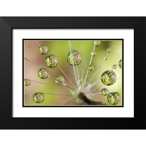 CA, San Diego Water droplets on dandelion seed Black Modern Wood Framed Art Print with Double Matting by Talbot Frank, Christopher