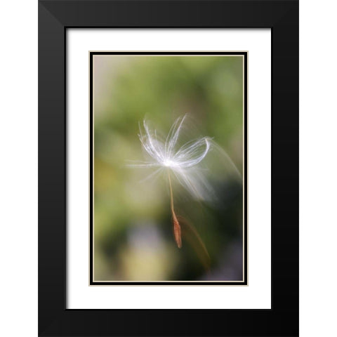 CA, San Diego, Dandelion seed blowing in the wind Black Modern Wood Framed Art Print with Double Matting by Talbot Frank, Christopher