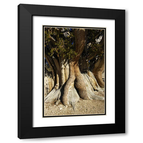 CA, White Mts, The Patriarch bristlecone pine Black Modern Wood Framed Art Print with Double Matting by Kirkland, Dennis