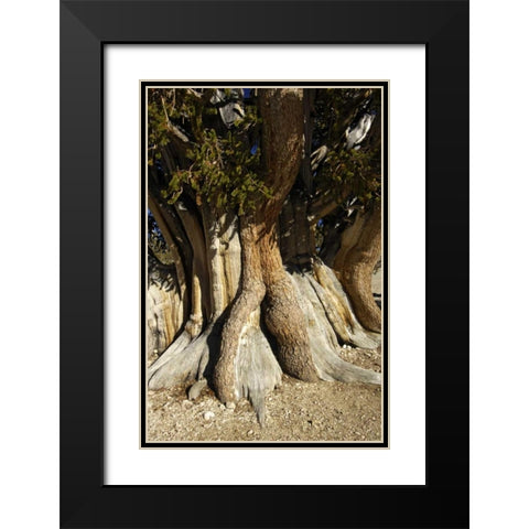 CA, White Mts, The Patriarch bristlecone pine Black Modern Wood Framed Art Print with Double Matting by Kirkland, Dennis