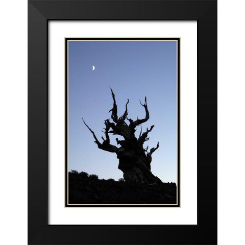 CA, White Mts, Moon and ancient bristlecone pine Black Modern Wood Framed Art Print with Double Matting by Kirkland, Dennis