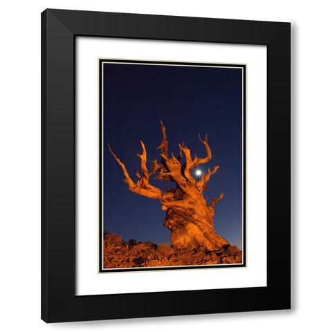 CA, White Mts, Moon and bristlecone pine tree Black Modern Wood Framed Art Print with Double Matting by Kirkland, Dennis