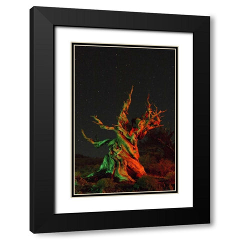CA, White Mts, Bristlecone pine tree at night Black Modern Wood Framed Art Print with Double Matting by Kirkland, Dennis