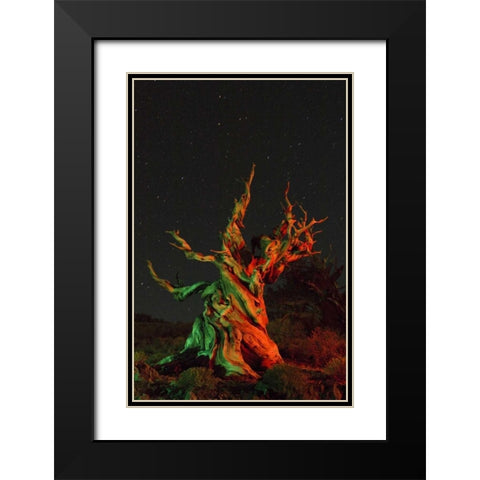 CA, White Mts, Bristlecone pine tree at night Black Modern Wood Framed Art Print with Double Matting by Kirkland, Dennis