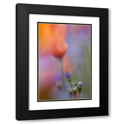 California, Abstract of poppies and gilia flowers Black Modern Wood Framed Art Print with Double Matting by Anon, Ellen