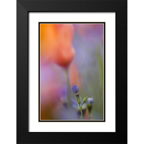 California, Abstract of poppies and gilia flowers Black Modern Wood Framed Art Print with Double Matting by Anon, Ellen