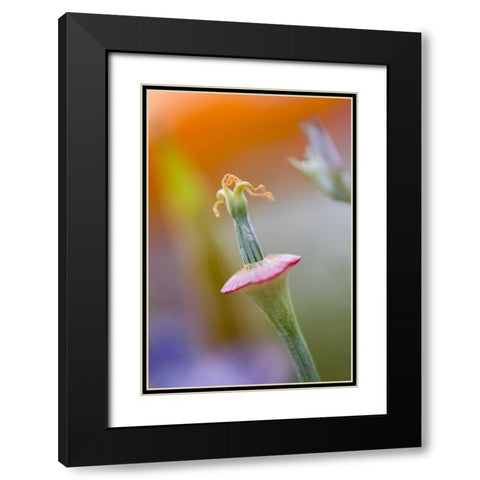 California, Poppy flower without petals Black Modern Wood Framed Art Print with Double Matting by Anon, Ellen