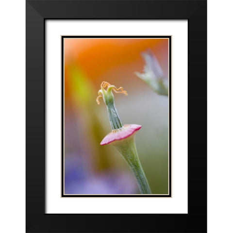 California, Poppy flower without petals Black Modern Wood Framed Art Print with Double Matting by Anon, Ellen