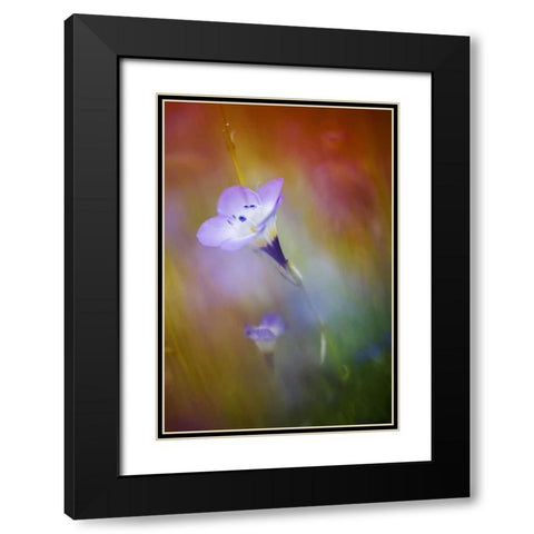 California, Abstract of gilia amidst flowers Black Modern Wood Framed Art Print with Double Matting by Anon, Ellen
