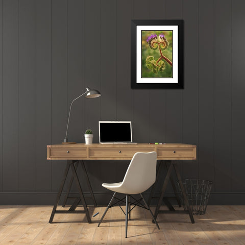 CA, Death Valley NP Phacelia plant in bloom Black Modern Wood Framed Art Print with Double Matting by Flaherty, Dennis