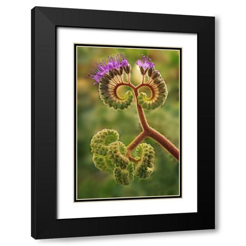 CA, Death Valley NP Phacelia plant in bloom Black Modern Wood Framed Art Print with Double Matting by Flaherty, Dennis