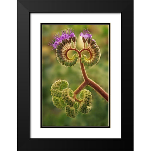 CA, Death Valley NP Phacelia plant in bloom Black Modern Wood Framed Art Print with Double Matting by Flaherty, Dennis