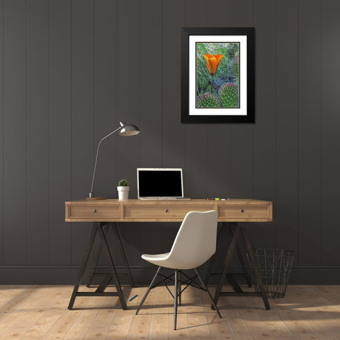 CA, Death Valley NP Mariposa tulip amid cacti Black Modern Wood Framed Art Print with Double Matting by Flaherty, Dennis