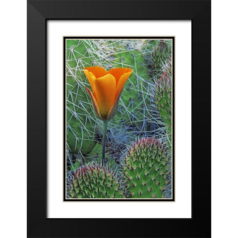 CA, Death Valley NP Mariposa tulip amid cacti Black Modern Wood Framed Art Print with Double Matting by Flaherty, Dennis