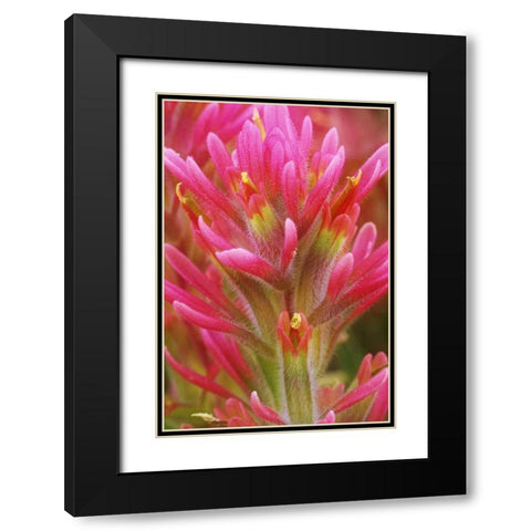 CA, Indian paintbrush in the Great Basin Desert Black Modern Wood Framed Art Print with Double Matting by Flaherty, Dennis