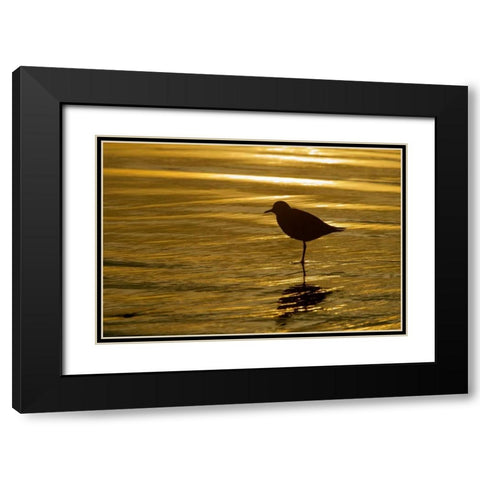 CA, La Jolla Shores Black-bellied plover Black Modern Wood Framed Art Print with Double Matting by Morris, Arthur