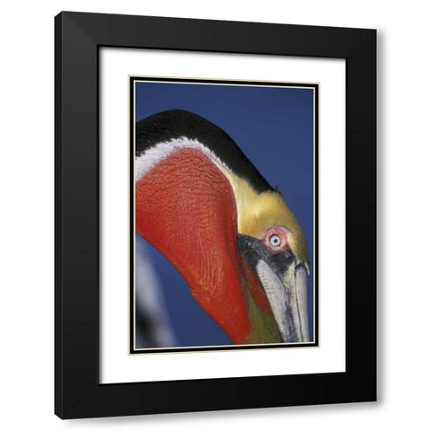 CA, La Jolla Brown pelican in breeding plumage Black Modern Wood Framed Art Print with Double Matting by Morris, Arthur