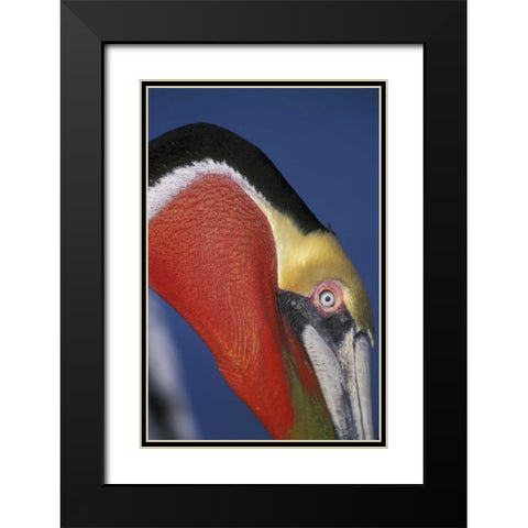 CA, La Jolla Brown pelican in breeding plumage Black Modern Wood Framed Art Print with Double Matting by Morris, Arthur