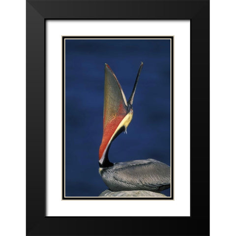 CA, La Jolla Brown pelican doing a head throw Black Modern Wood Framed Art Print with Double Matting by Morris, Arthur