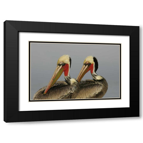 CA, La Jolla Brown pelicans preening in rhythm Black Modern Wood Framed Art Print with Double Matting by Morris, Arthur