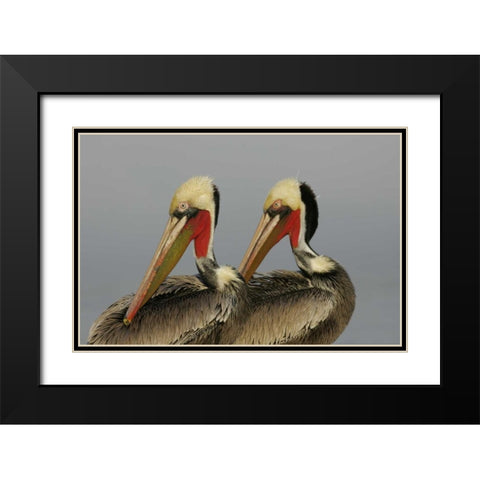 CA, La Jolla Brown pelicans preening in rhythm Black Modern Wood Framed Art Print with Double Matting by Morris, Arthur