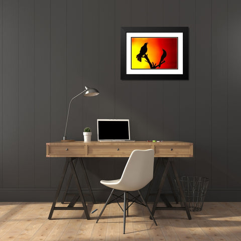 CA, Salton Sea NWR Great-tailed grackles Black Modern Wood Framed Art Print with Double Matting by Morris, Arthur