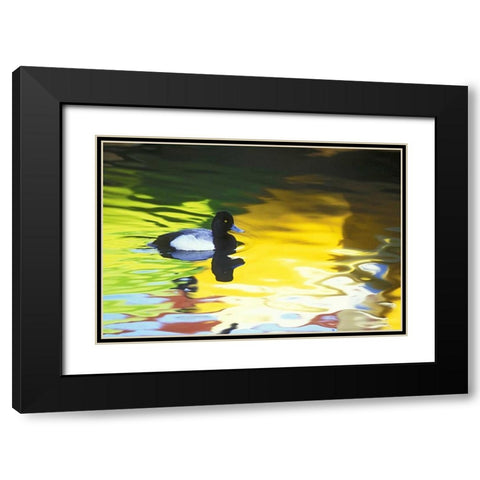 CA, Coronado Lesser scaup in water reflections Black Modern Wood Framed Art Print with Double Matting by Morris, Arthur