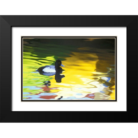 CA, Coronado Lesser scaup in water reflections Black Modern Wood Framed Art Print with Double Matting by Morris, Arthur