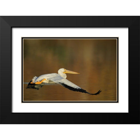 CA, Santee Lakes Park White pelican in flight Black Modern Wood Framed Art Print with Double Matting by Morris, Arthur