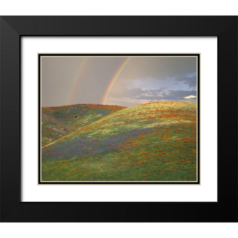 CA Hills with wildflowers and a double rainbow Black Modern Wood Framed Art Print with Double Matting by Zuckerman, Jim
