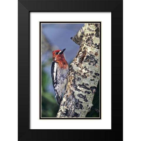 CA, Eastern Sierras, Male red-breasted sapsucker Black Modern Wood Framed Art Print with Double Matting by Welling, Dave