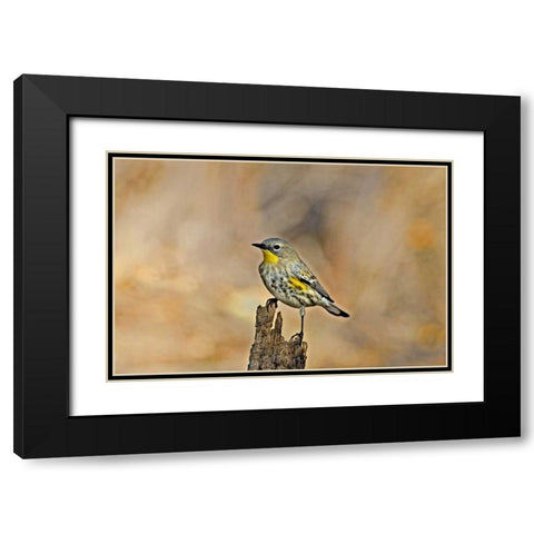 CA, Los Angeles Male yellow-rumped warbler Black Modern Wood Framed Art Print with Double Matting by Welling, Dave
