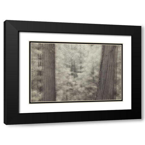 CA, Yosemite Pine trees in a snowstorm Black Modern Wood Framed Art Print with Double Matting by Anon, Josh