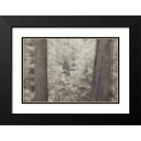CA, Yosemite Pine trees in a snowstorm Black Modern Wood Framed Art Print with Double Matting by Anon, Josh