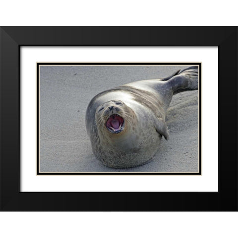 CA, San Diego Co Harbor seal yawning on beach Black Modern Wood Framed Art Print with Double Matting by Illg, Cathy and Gordon