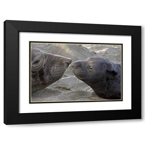 CA, Northern elephant seal and pup greeting Black Modern Wood Framed Art Print with Double Matting by Illg, Cathy and Gordon