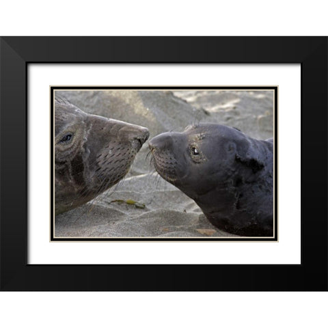 CA, Northern elephant seal and pup greeting Black Modern Wood Framed Art Print with Double Matting by Illg, Cathy and Gordon