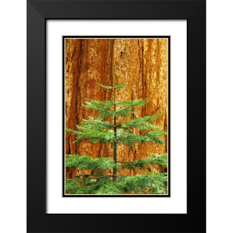 CA, Yosemite Sequoia tree in the Mariposa Grove Black Modern Wood Framed Art Print with Double Matting by Flaherty, Dennis