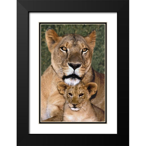 CA, Los Angeles, African lioness mother and cub Black Modern Wood Framed Art Print with Double Matting by Welling, Dave