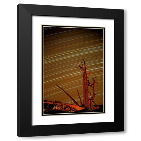CA, Inyo NF, White Mts Star trails over pine Black Modern Wood Framed Art Print with Double Matting by Welling, Dave