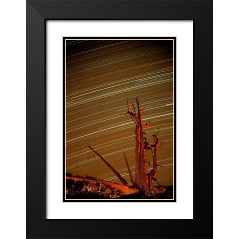 CA, Inyo NF, White Mts Star trails over pine Black Modern Wood Framed Art Print with Double Matting by Welling, Dave