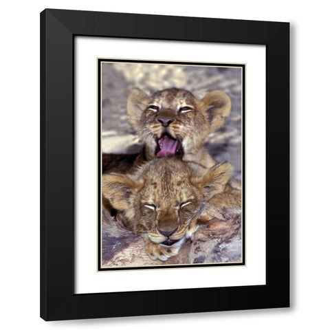 CA, Los Angeles Co, African lion cubs Black Modern Wood Framed Art Print with Double Matting by Welling, Dave