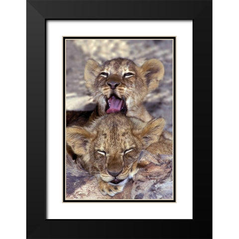 CA, Los Angeles Co, African lion cubs Black Modern Wood Framed Art Print with Double Matting by Welling, Dave