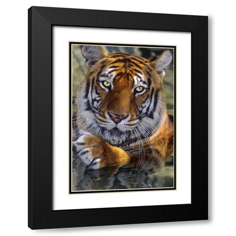 CA, Los Angeles Co, Bengal tiger in water Black Modern Wood Framed Art Print with Double Matting by Welling, Dave