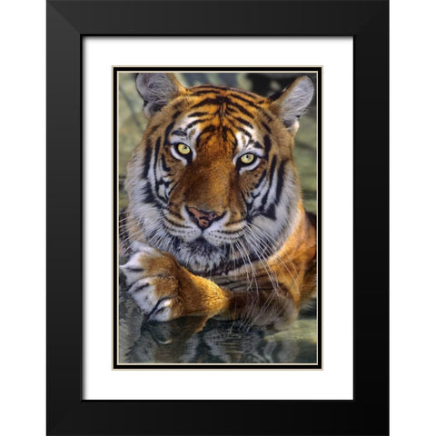 CA, Los Angeles Co, Bengal tiger in water Black Modern Wood Framed Art Print with Double Matting by Welling, Dave