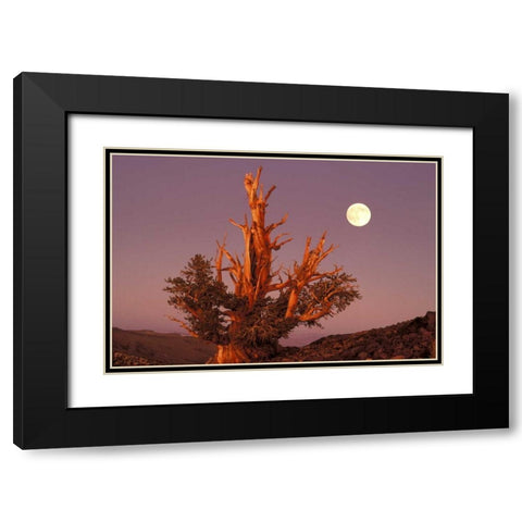 CA, Inyo NF, Full moon rising in Pine Forest Black Modern Wood Framed Art Print with Double Matting by Welling, Dave