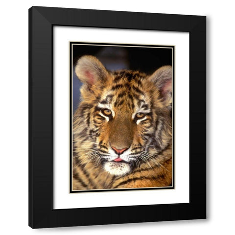 CA, Los Angeles Co, Portrait of Bengal tiger cub Black Modern Wood Framed Art Print with Double Matting by Welling, Dave