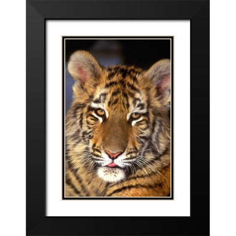 CA, Los Angeles Co, Portrait of Bengal tiger cub Black Modern Wood Framed Art Print with Double Matting by Welling, Dave